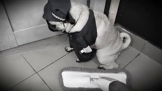 Детектив Мопски 6 серия смотреть онлайн