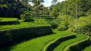 Tegallalang Rice Terraces - the Most Famous Rice Fields in Bali