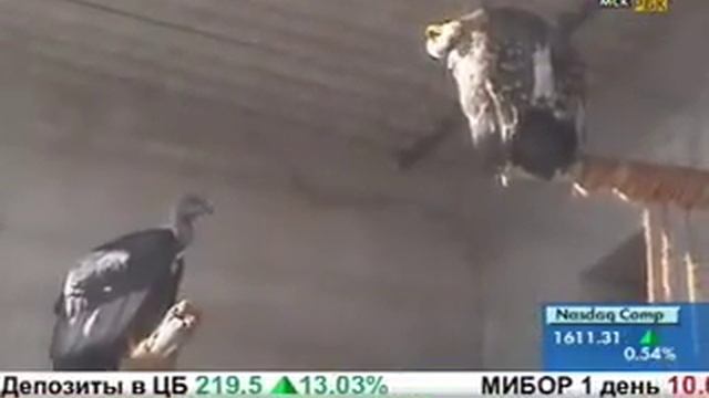 Спасение грифов смотреть онлайн