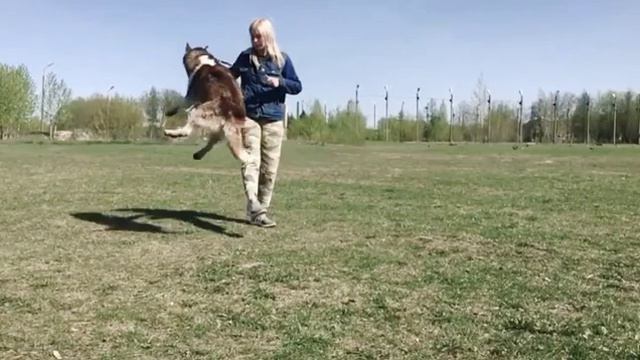 Хаски прыгает! Дрессура) Титан и прыжок через ногу! смотреть онлайн