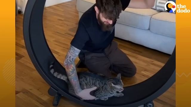 Cat With Asthma Has The Most Caring Dad | The Dodo смотреть онлайн