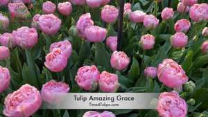 Tulip Amazing Grace | Time4Tulips.com