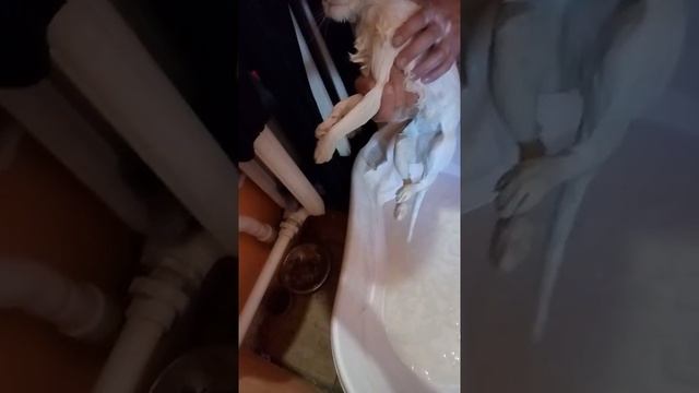 Как помыть кота (вислоухого) (bloh. net) Инструкция. смотреть онлайн