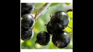 Обзор сорта смородина "Церера" (характеристики, свойства, фото)