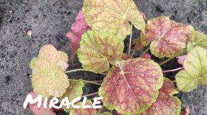 Гейхера сорт Miracle в июне