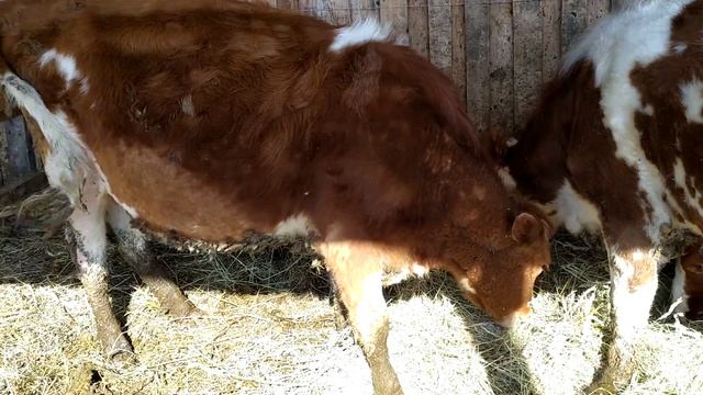 Нетели / Айрширская порода коров смотреть онлайн