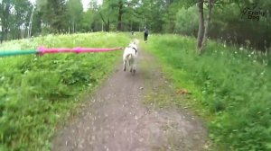 Каникросс для всех пород собак. Проект "Бегу с собакой"