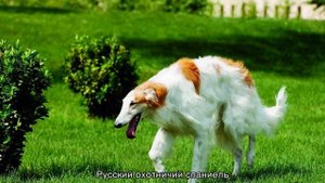 Русские породы собак выведенные в России