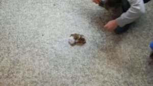 Детёныш морской свинки. Кружок по уходу за животными.