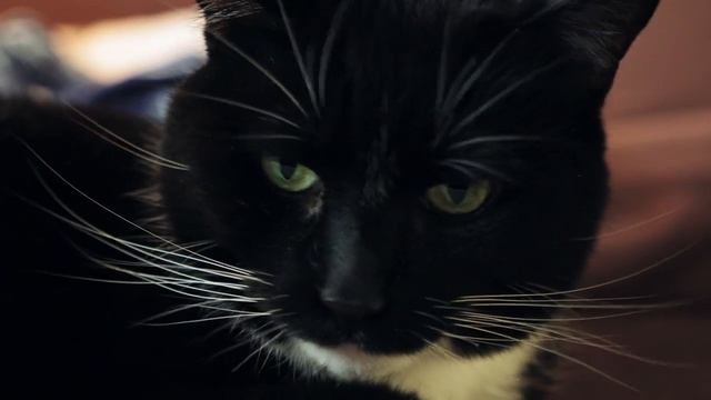 Поверья о кошках смотреть онлайн