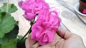 #493.Осенее цветение новинки-ИВ Прасковья Жемчугова!