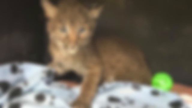 Женщина спасла милого котенка на дороге. Но оказалось, что это был не простой котёнок... смотреть онлайн