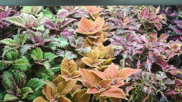 Как избавиться от мучнистого червеца. На колеусах появился мучнистый червец. Что делать. смотреть онлайн