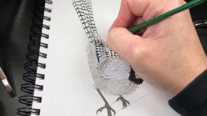 Time lapse of a pen and ink bluejay drawing