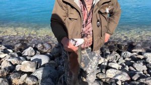 Как ловят Форель Новой Зеландии