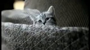 Котенок из рекламы вискас