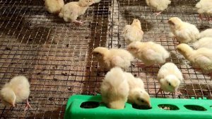 Тяжеленные Техасцы новая порода перепелов