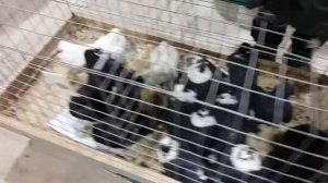 Ярмарка голубей в Воронеже