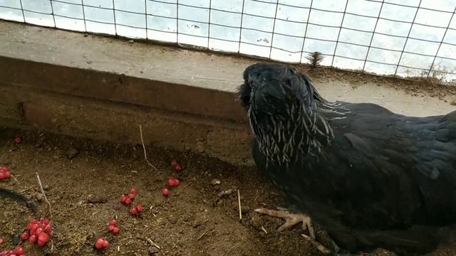 Цыплята# фавероль черная# фавероль лососевая # борковские барвистые смотреть онлайн