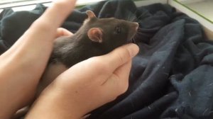 Как приручить крысу к рукам????