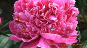 Пион травянистый Барбара (paeonia barbara) ? пион Барбара обзор: как сажать рассада пиона Барбара