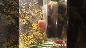 Орхидея фаленопсис Phal. I-Hin The Big Bang × Voodoo ( гибрид Бенга на вуду)