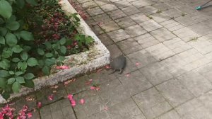 КУБАНЬ ОГОРОД. СПАСАЮ ОГУРЦЫ? КРАШУ  КЛУМБЫ ?