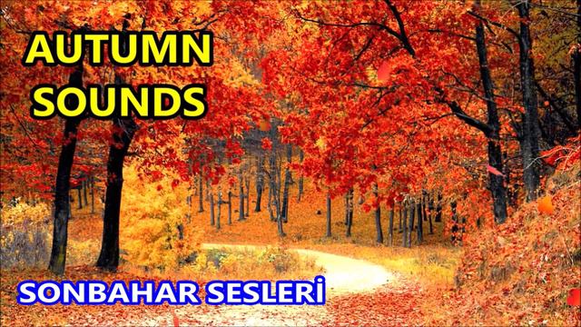 Sonbahar Sesleri | Autumn Sounds | Herbstgeräusche |   秋天的声音   | Sons d'automne | Suoni d'autunno