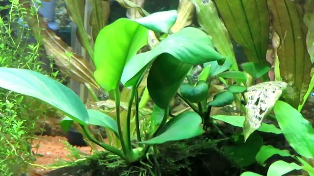 Аквариум на 120 литров сегодня/новые криптокорины, эхинодорусы, амания/как поживает анубиас смотреть онлайн