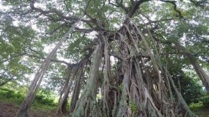 Hangnaameedhoo Maldives