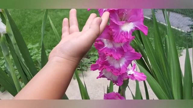 Zoo li lub paj tawg tshiab смотреть онлайн