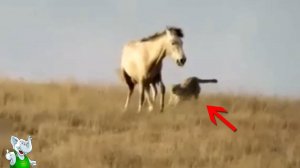 Дикий Леопард Атаковал Лошадь / Битвы Животных Снятые на Камеру