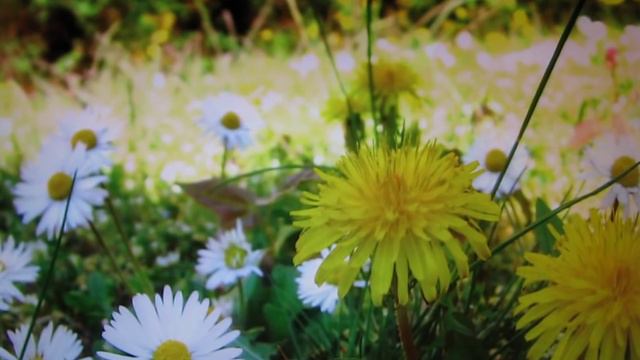 Поздравление к 8 марта смотреть и слушать до конца!!! смотреть онлайн