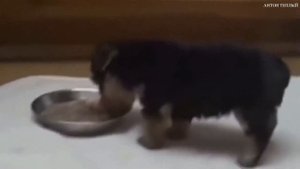 КАК ПУКАЮТ ЖИВОТНЫЕ УМОРИТЕЛЬНОЕ ВИДЕО №2 СОВЕТУЮ ПОСМОТРЕТЬ!