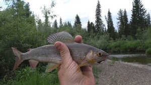 78 Серия Поймал 2 Рыбы Хариус Обманка Удочка Поплавок Тайга, Сруб Мельницы, Заторы на Мельницу