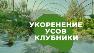 Рассада клубники из усов
