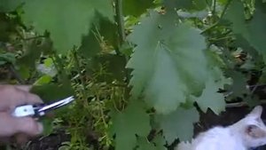 нормирование урожая  винограда гроздями (сорт Страшенский)
