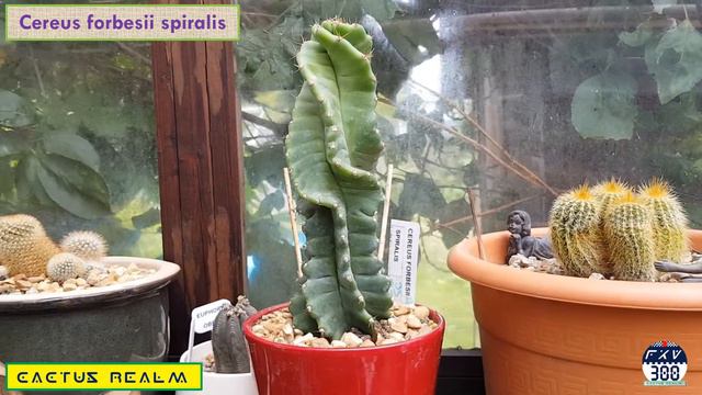 Cereus forbesii spiralis смотреть онлайн