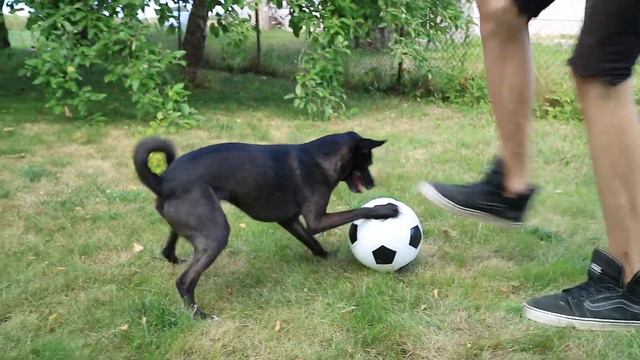 Собака футболист... смотреть онлайн