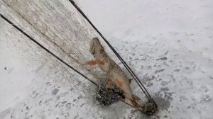 Хапуга снова в деле. Алтайский край. Река Чумыш.