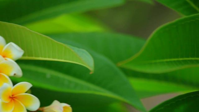 Plumeria Rubra Common Frangipani Blooming Flowers
