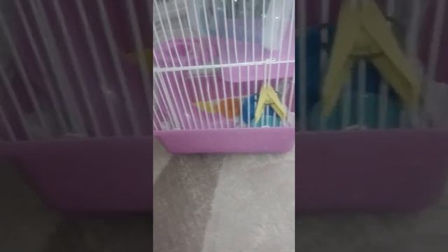 Мой любимый хомяк умер. Новый хомяк