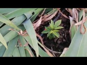 Живучесть и выносливость Маракуйи!!!