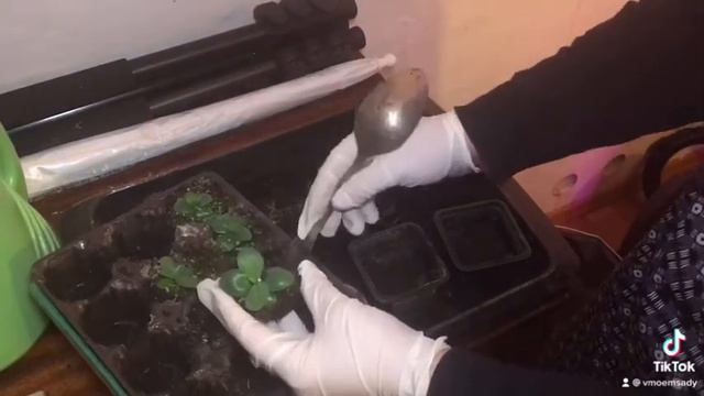 Эустома . рассаде 3 месяца . пересадка . смотреть онлайн