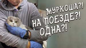 Спасение животных _Кошка из приюта едет в Москву