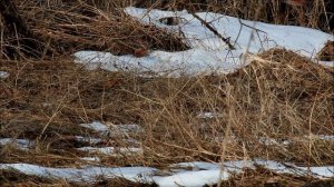 Весной в дикой России