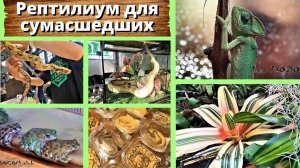 Рептилиум для сумасшедших, которым некогда скучать.