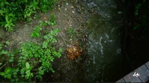 Чтение Корана Успокоеваюшая под шумом дождя ?