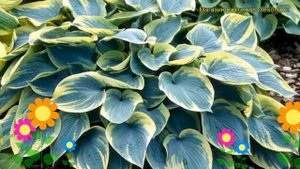 Хоста гибридная Аристократ. Краткий обзор, описание характеристик hosta hybrida Aristocrat