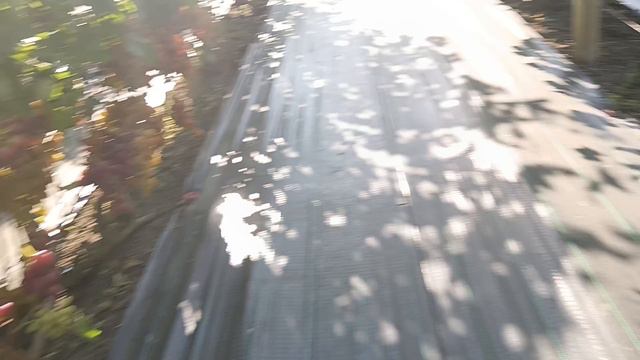 Виноград Роксана (Лашапа А.) Борисфен (Калугин В. М.) Раиса (Щенников О. Н.) виноградник Король В. Н смотреть онлайн